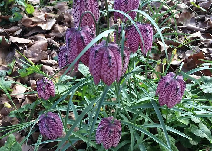 Chateau Du Beugnon * Tigné