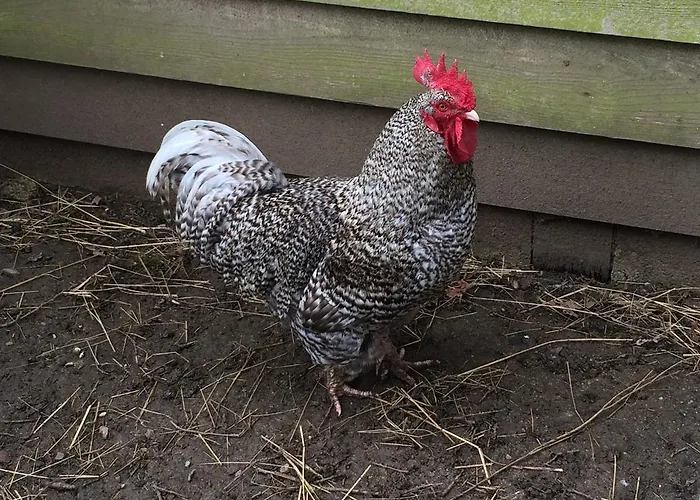 Couette-café Chateau Du Beugnon